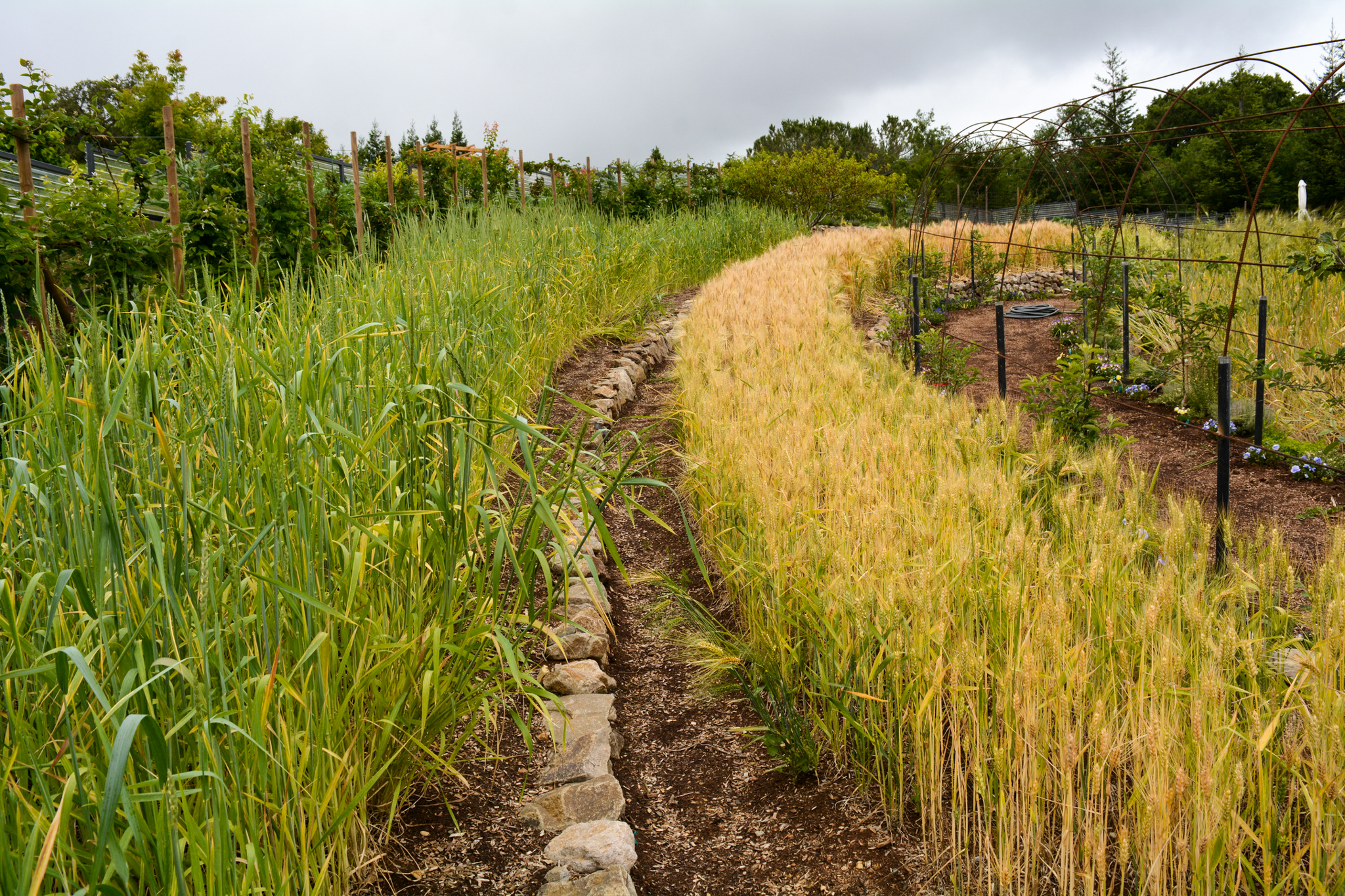 A neat line of heirloom grains along a walkway.