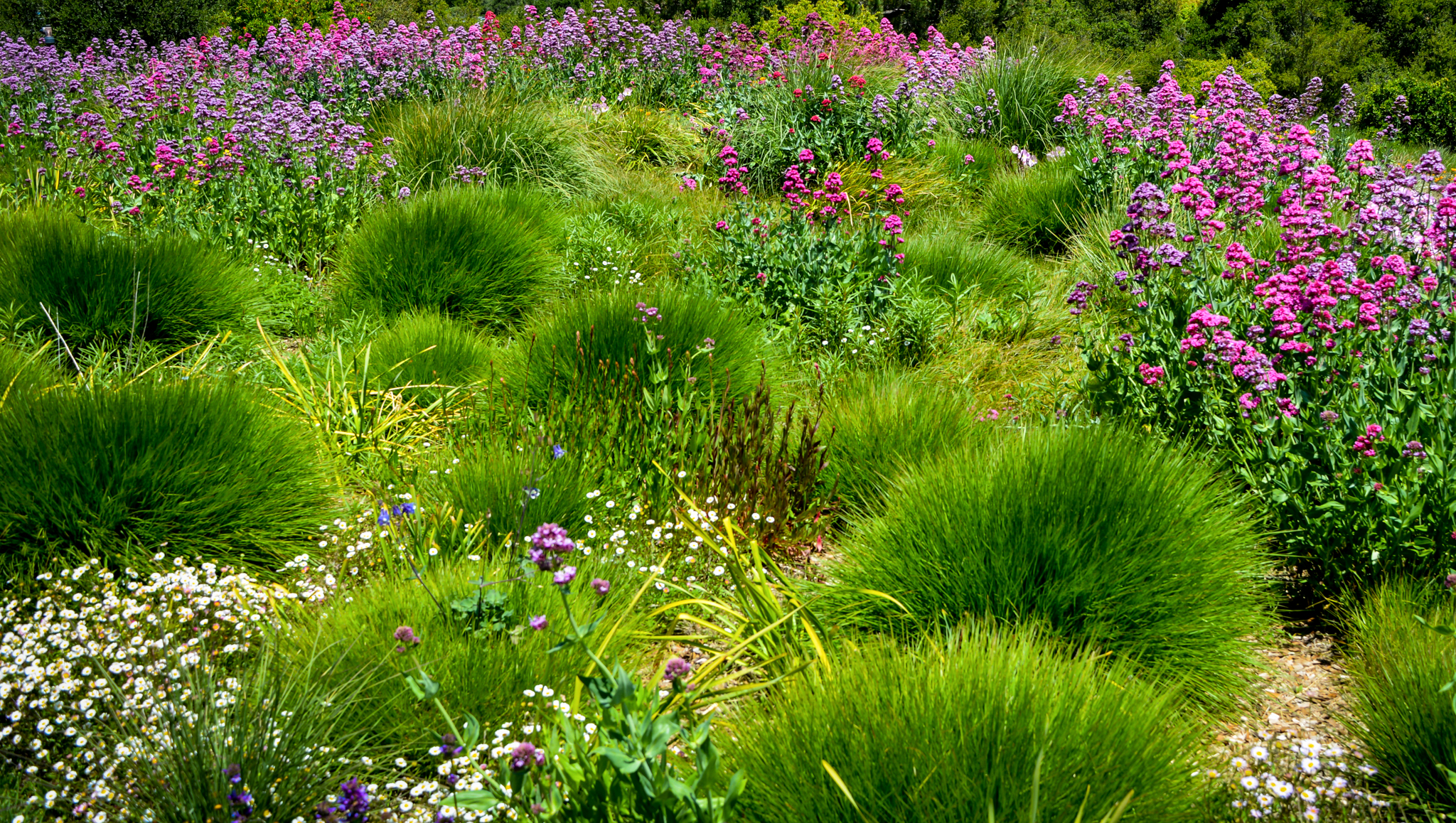 Spikey tufts of grass interspersed with purple and pink perennials.