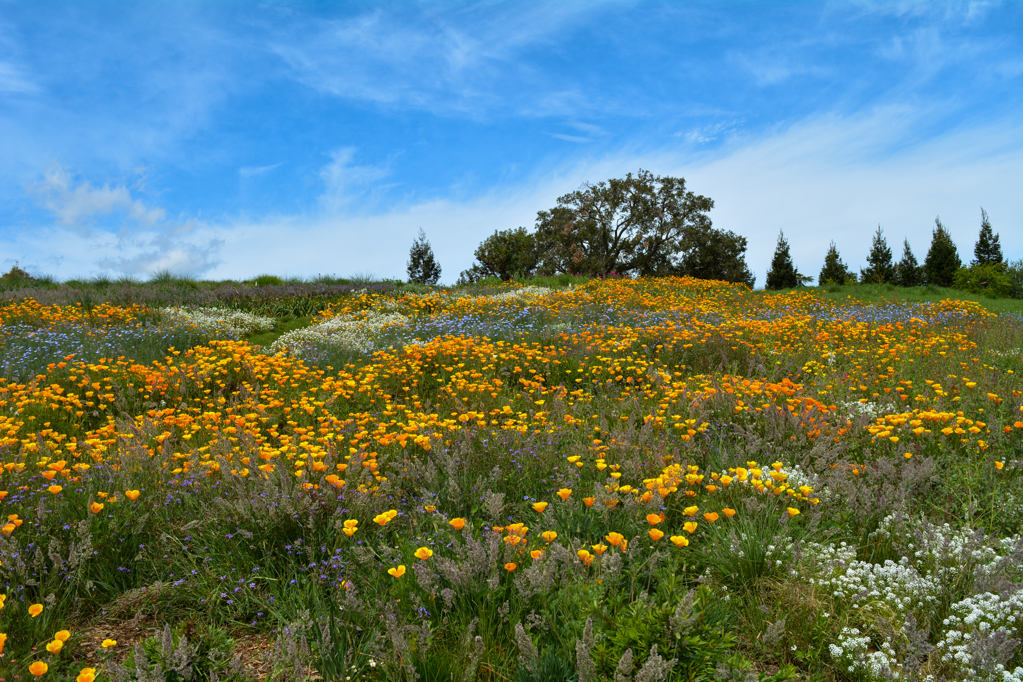 Native California Poppies with blue and white flowers coat the meadow.