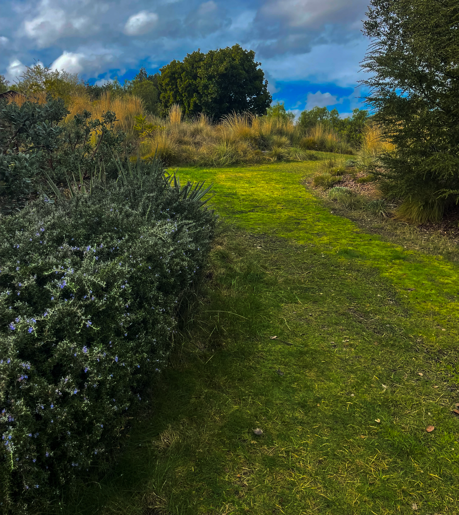 A drivable grass road along the meadow.