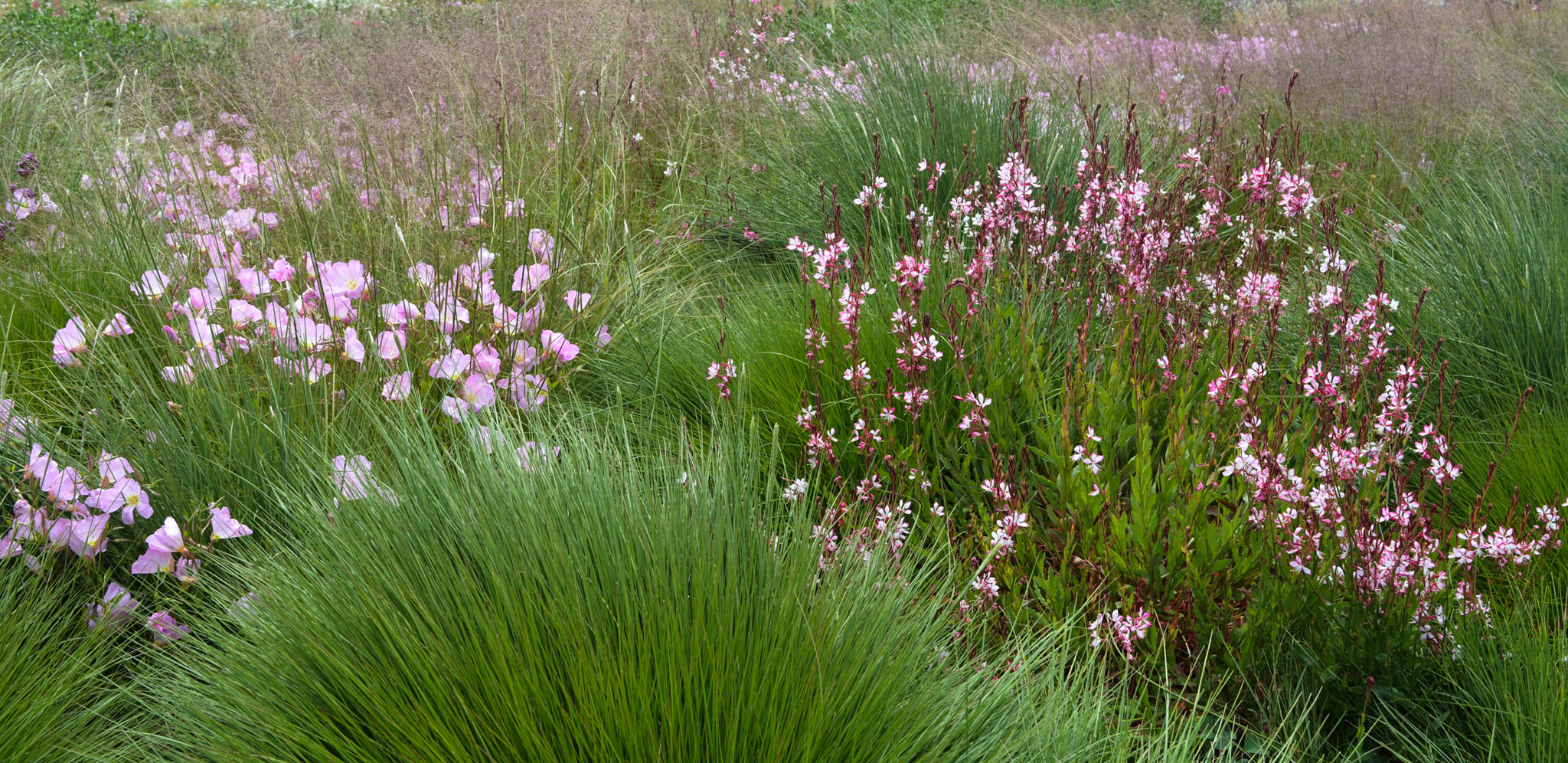 Pink beeblossom flowers accent the thick grasses.