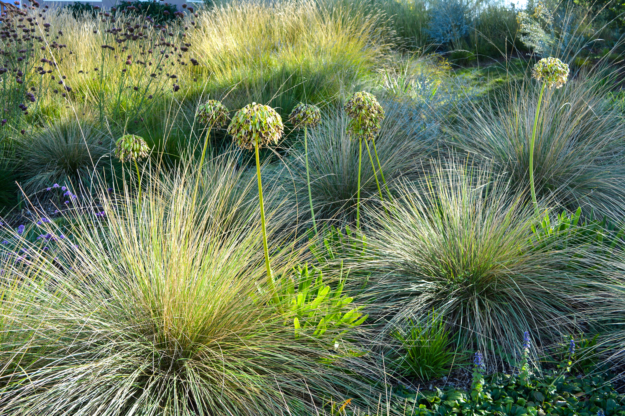 Drooping spheres of faded flowers stand atop tall slender stems out of the grasses.