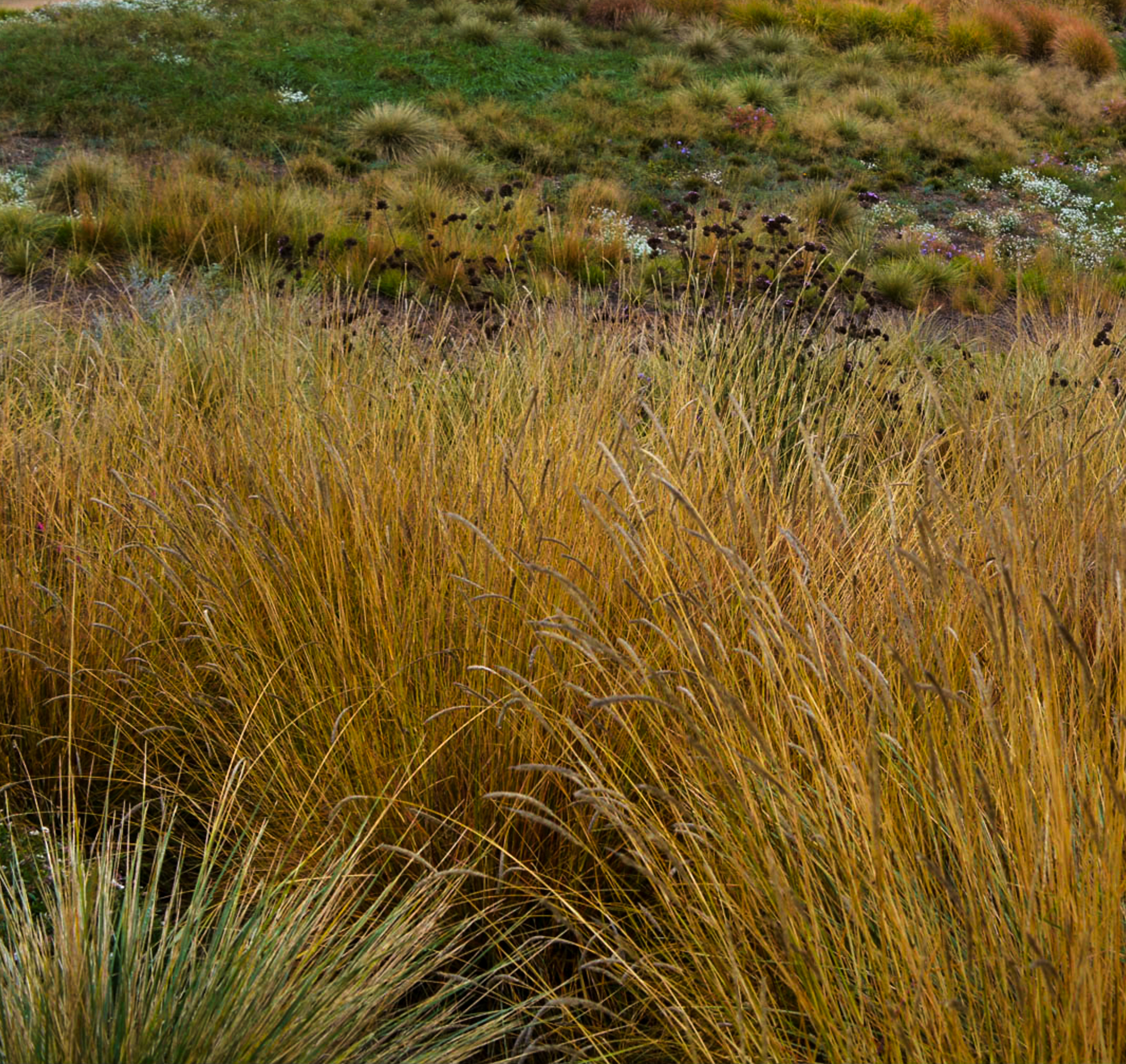 Golden stalks of Sesleria autumnalis grasses paint the ground.