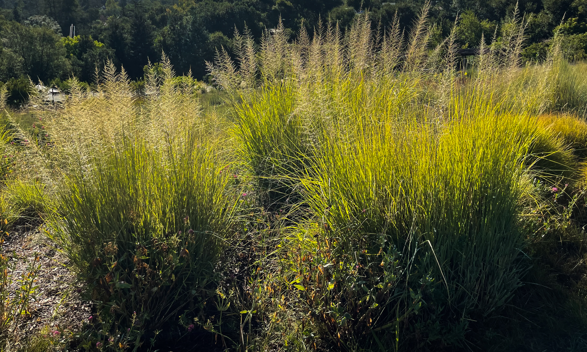 Fuzzy Wright's dropseed heads shine in the sunlight.