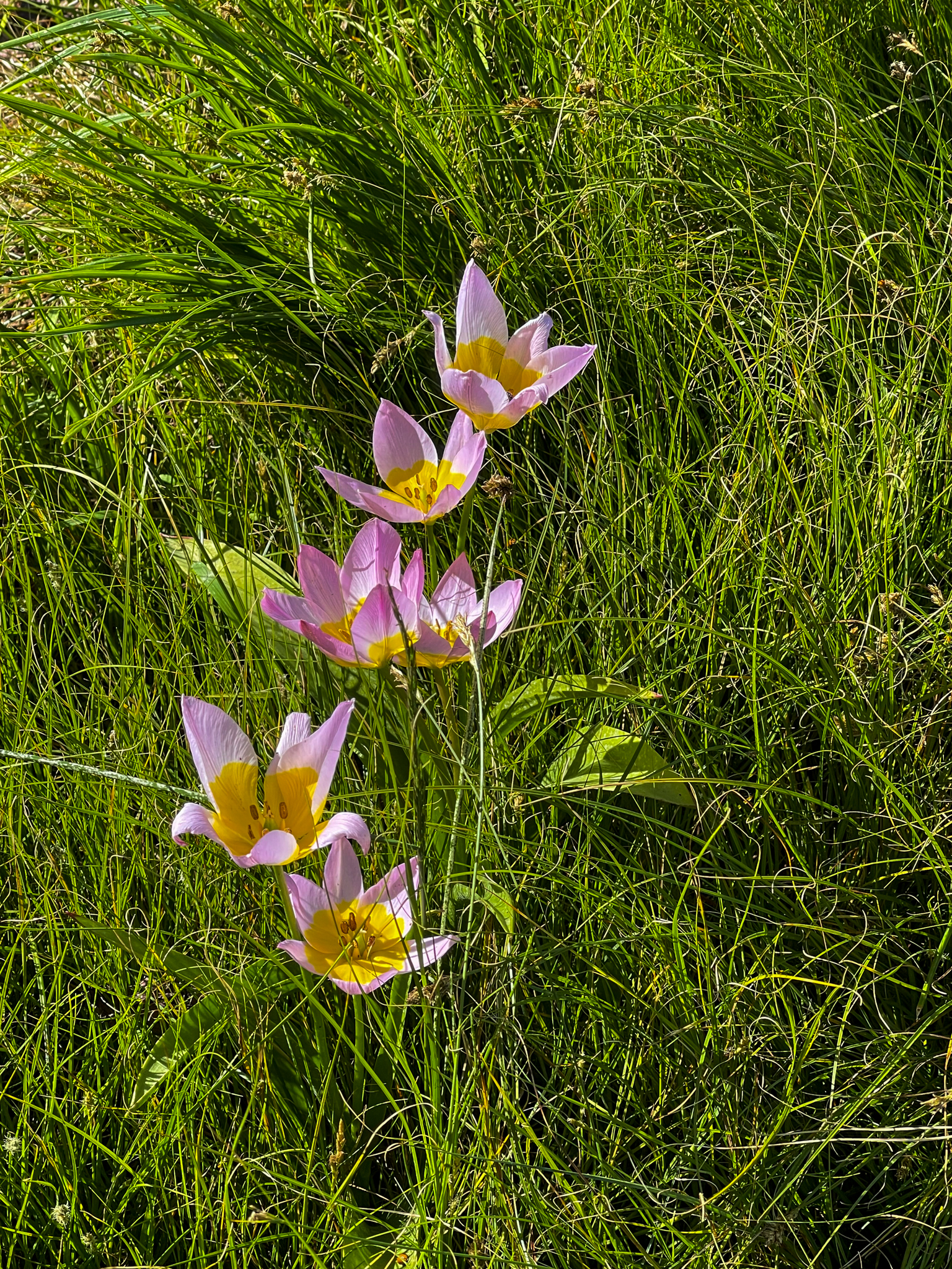 Pink and yellow tulips sprout out of the stringy grass.