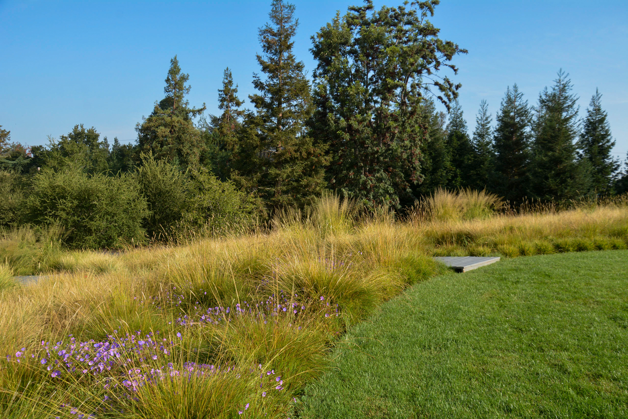 The meadow and forest border a traditional lawn.