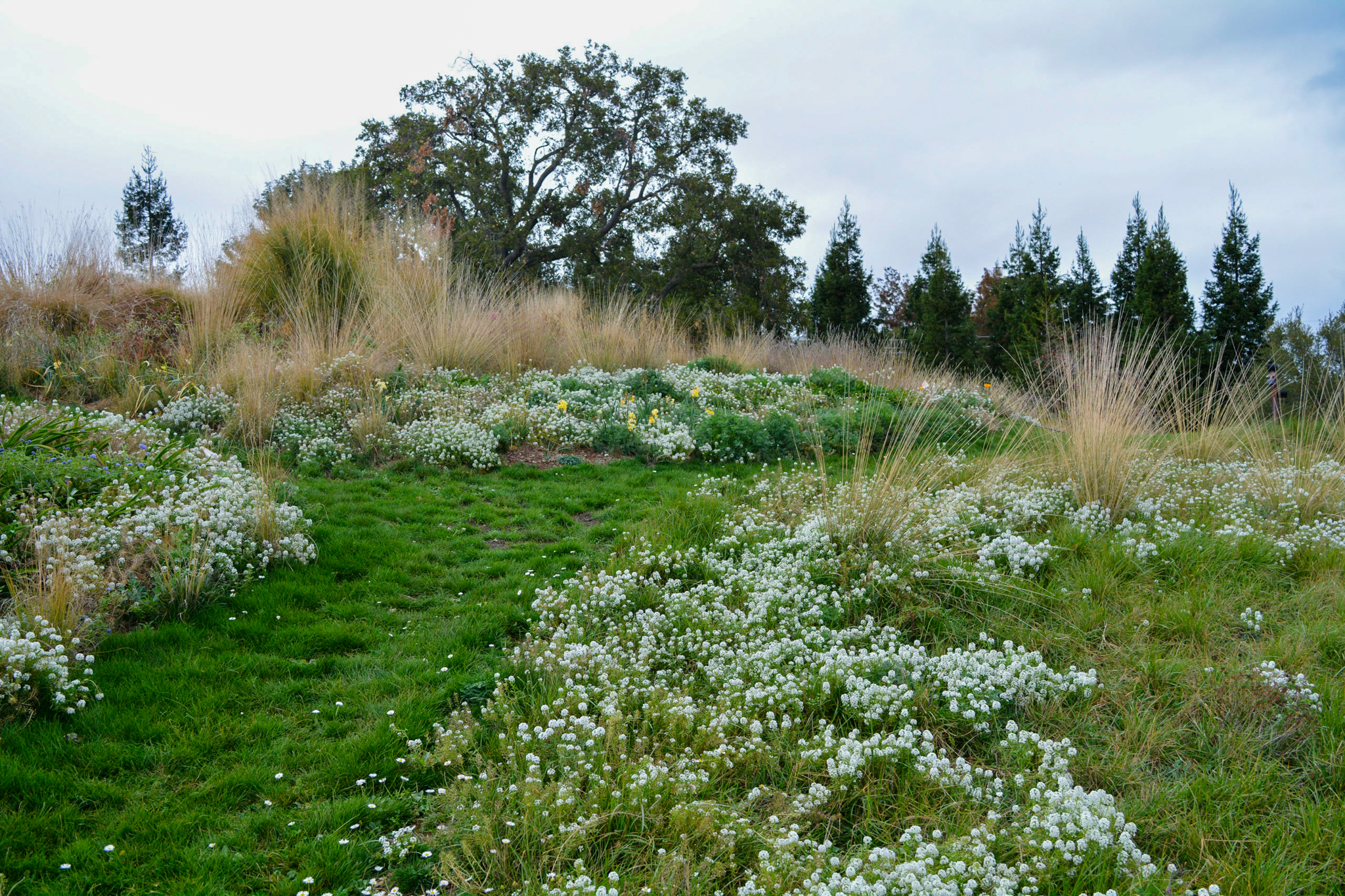 The grass pathway is a rich dark green surrounded by blooming white flowers.