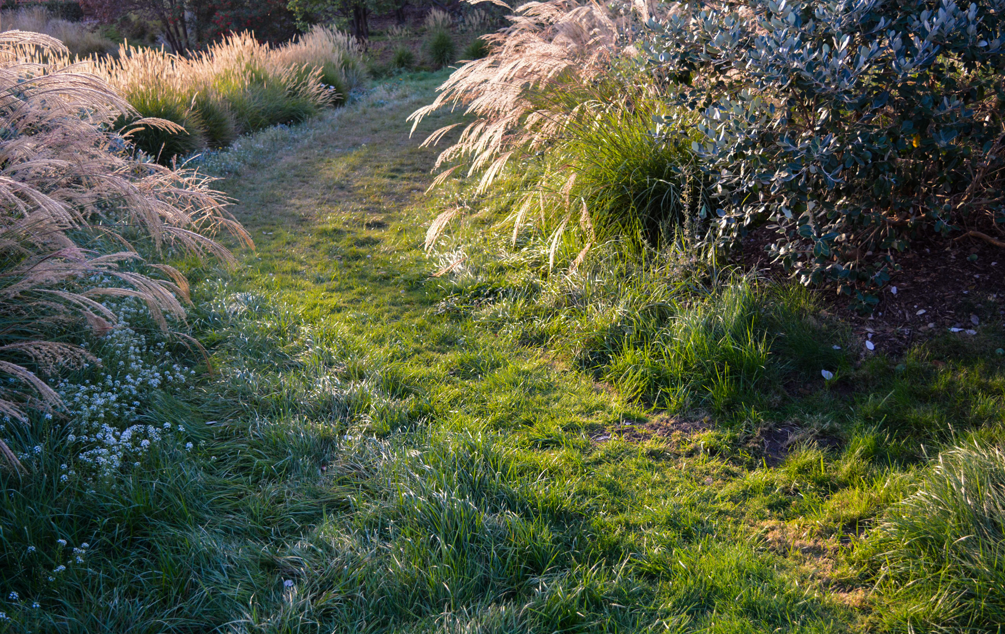 Walkable grass path through the meadow.