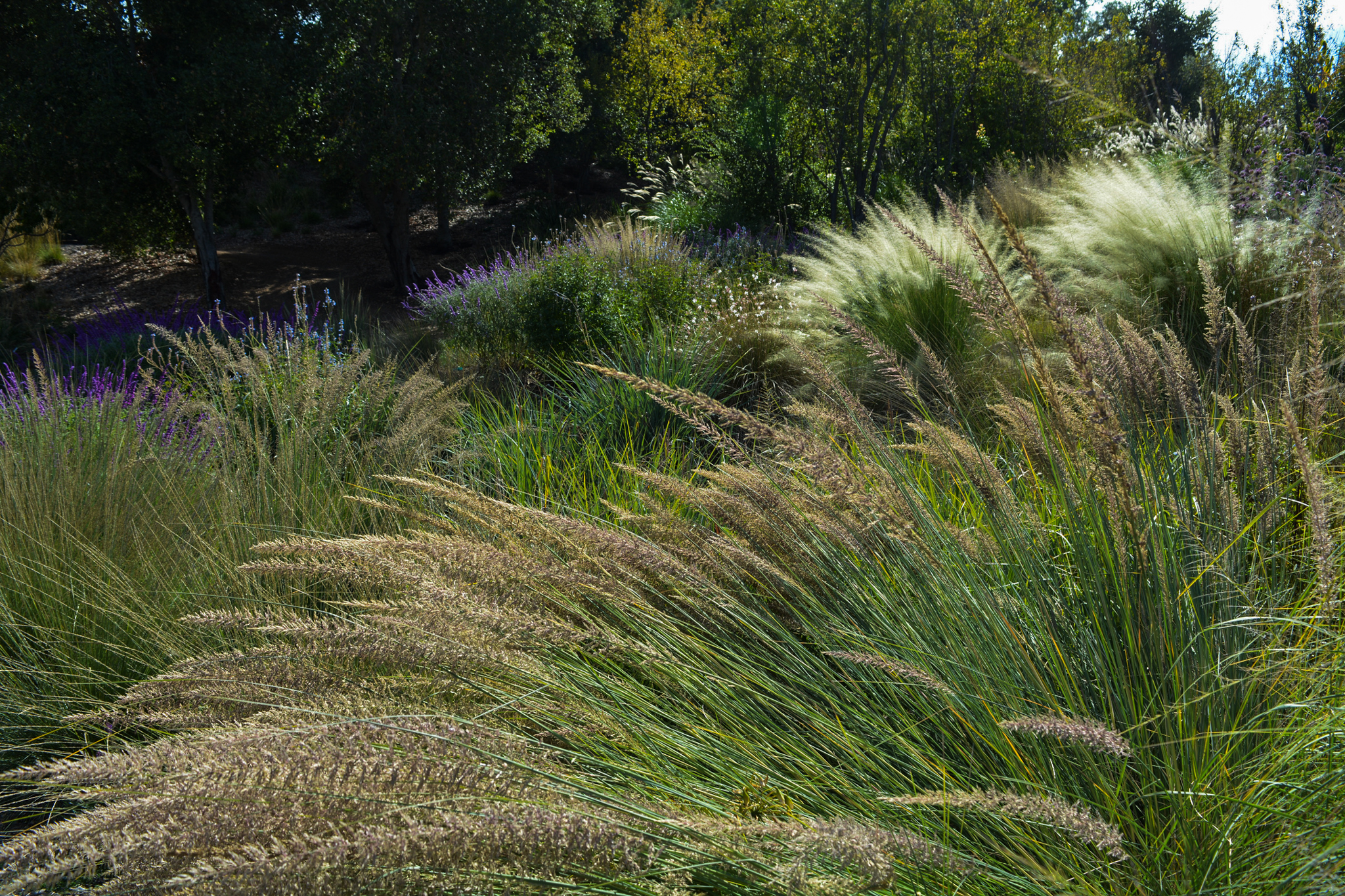 Stalky wisps of Muhlenbergia grasses drape over the meadow in the wind.