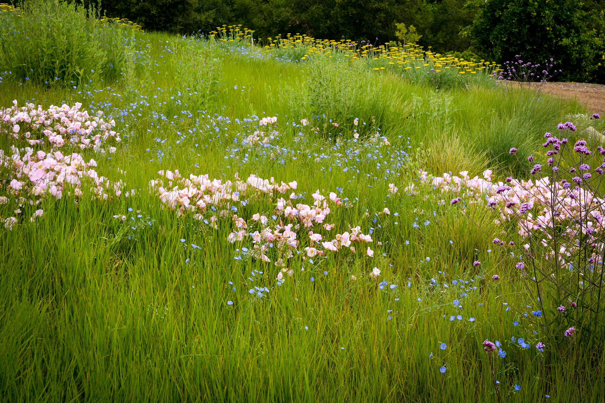 Pink, blue, and yellow flowers gently speckle a wispy grass meadow.