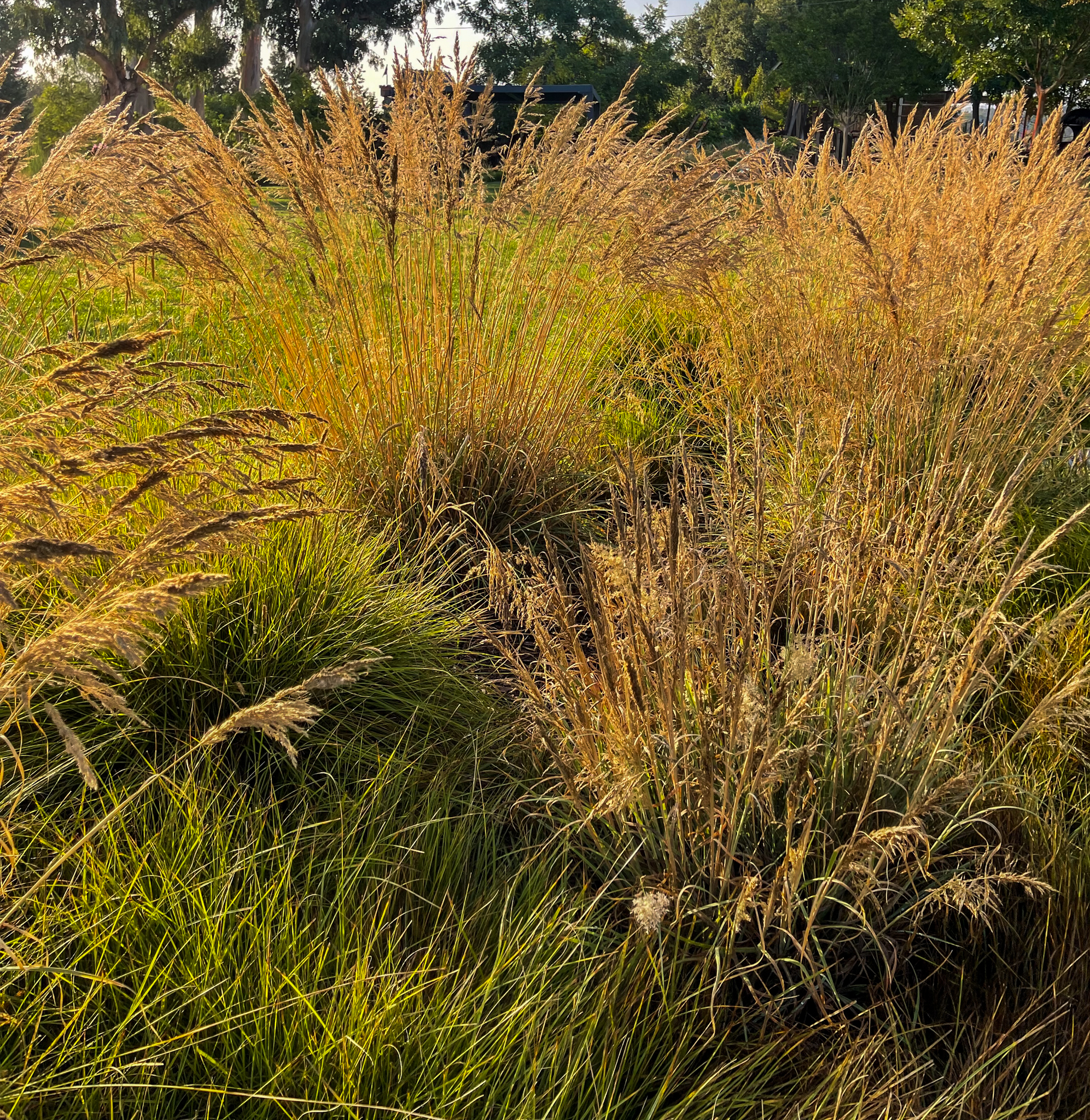 Golden Muhlenbergia Emersleyi splays out over the grass meadow.