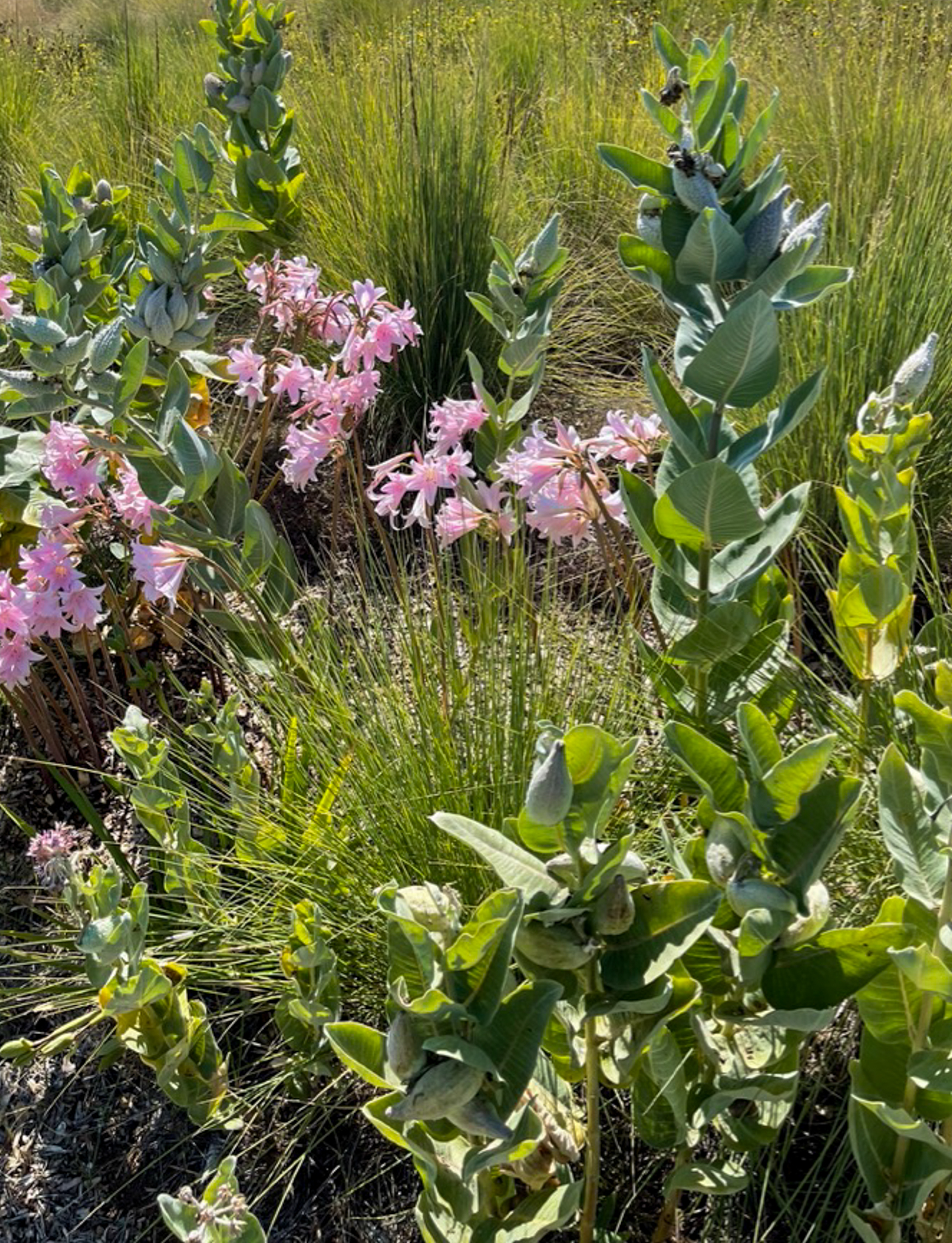 Pink naked lady flowers among the butterflyweed.