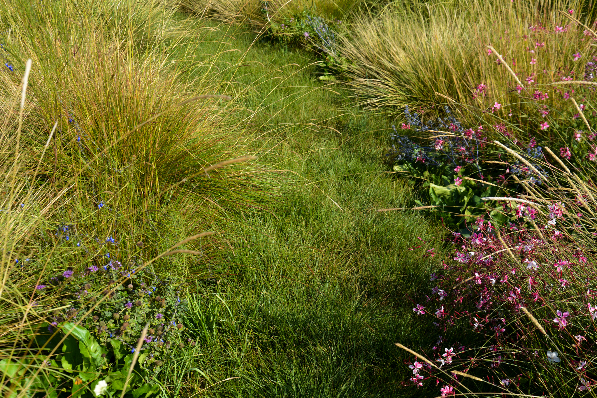 Barefoot sedge walkway in the meadow.