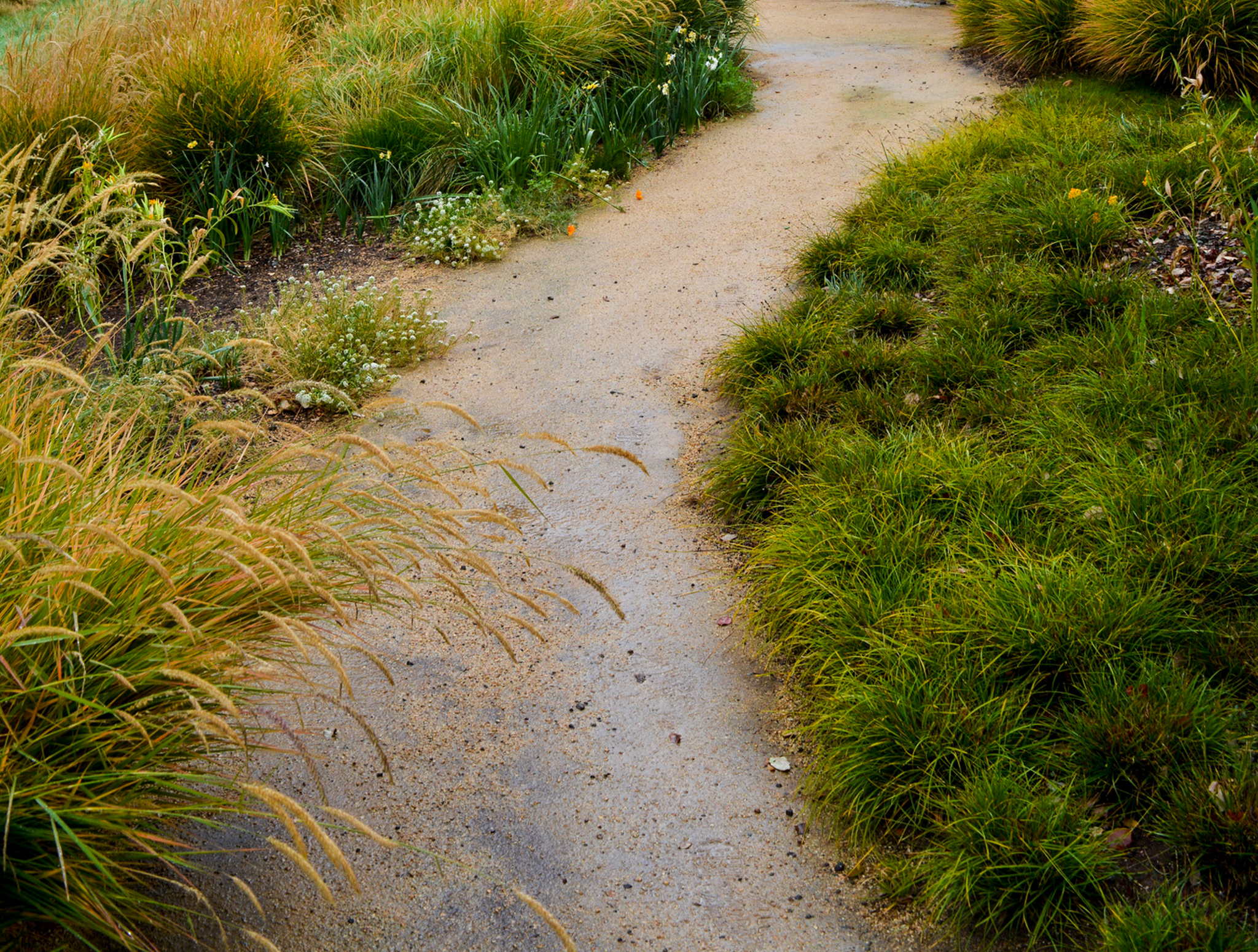 A wet granite pathway lined with green and gold grasses.