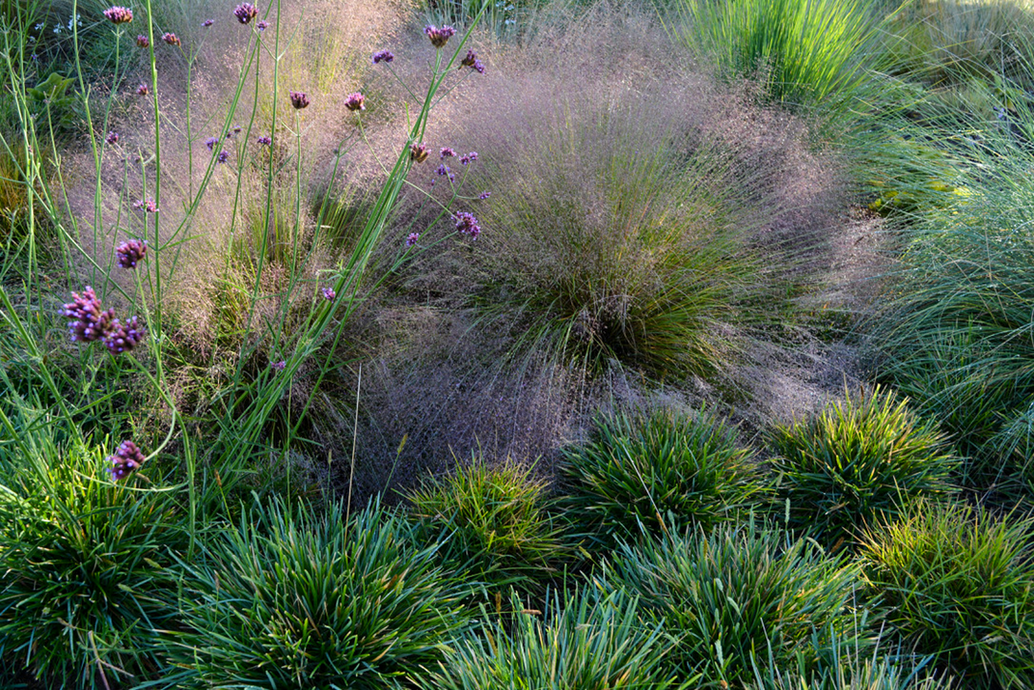 The purple Muhlenbergia is dappled in the sunlight nestled between smaller tufts of grasses.