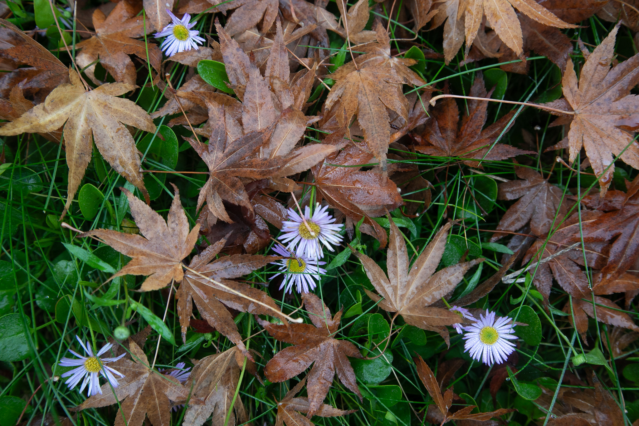 Brown fall leaves cover the green grass and white flowers.