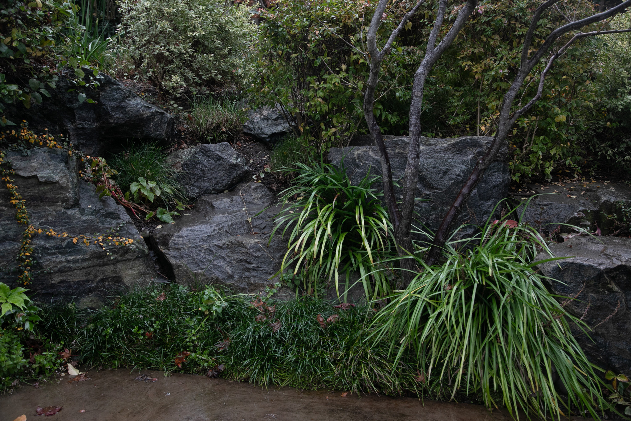 A wall of rocks with grasses and trees growing between them.